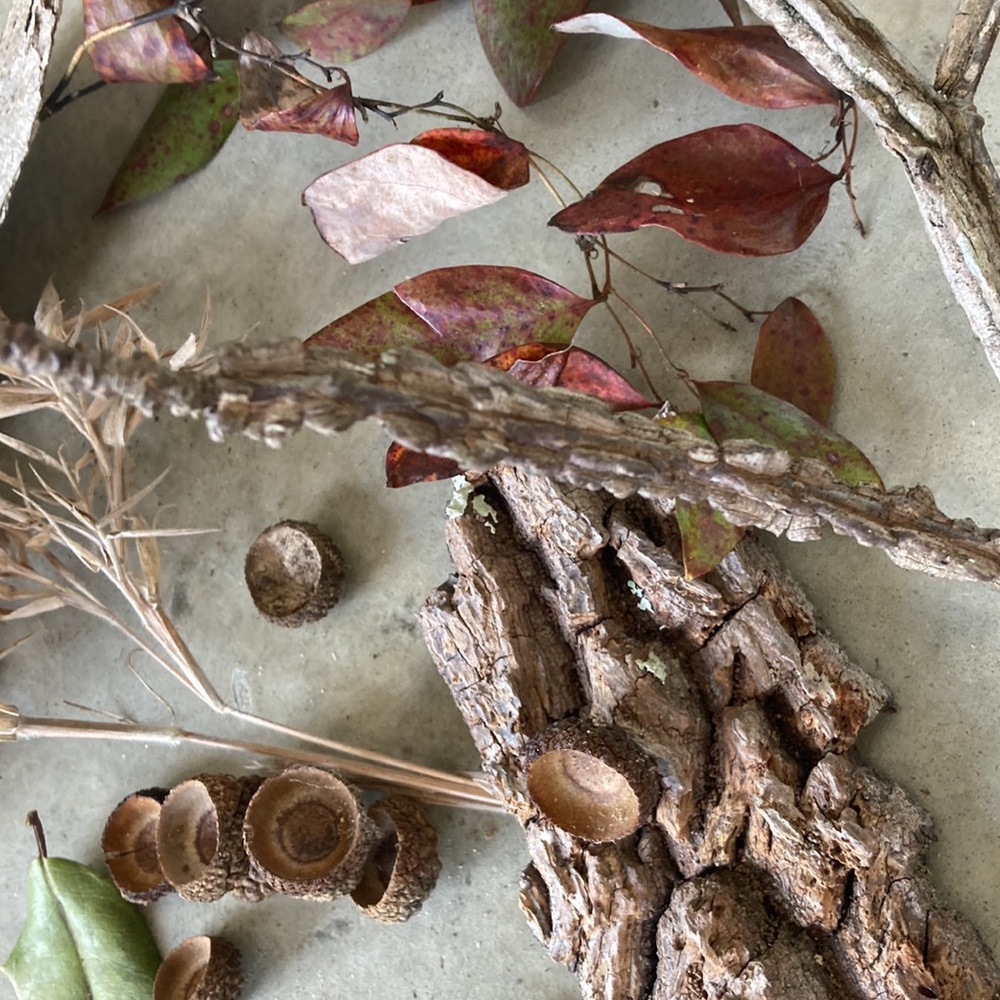 Forest floor collection -25 items.Large &small. Cedar bark twigs oak bark etc